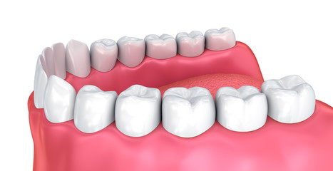 Mouth gum and teeth. Medically accurate tooth 3D illustration