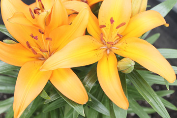 Orange lilies