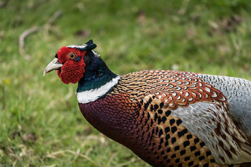 Pheasant