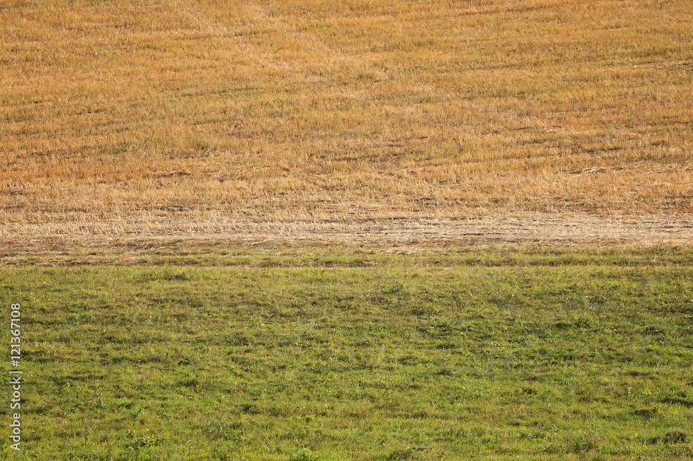 Sticker yellow and green fields with the horizon line