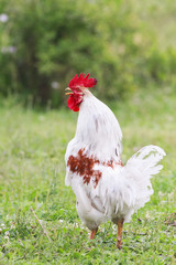 white rooster sings on a green meadow village