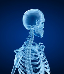 Human skeleton - head, Medically accurate 3d illustration .