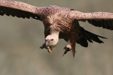 Griffon vulture (Gyps fulvus)