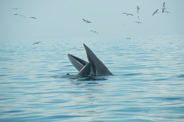 Bryde's Whale, Eden's whale feeding off the waters of Thailand, capturing the moment for view without disturbing the wildlife.