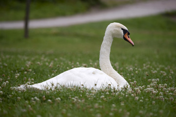 majestic swan on the clover meadow