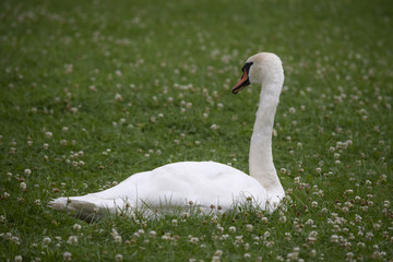 majestic swan on the clover meadow