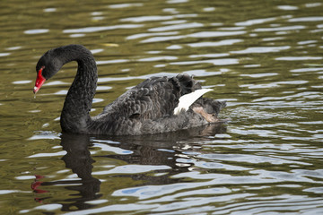 Black swan on a local pond
