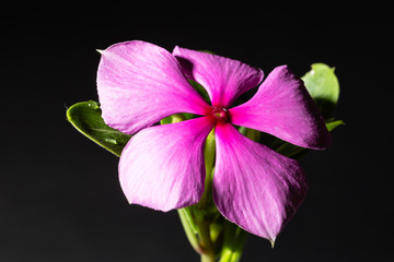 Flowering purple Vinca blossom macro