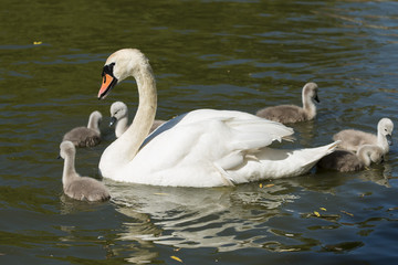 Mute swan with six cygnets at Baffins Pond, Portsmouth, Hampshire