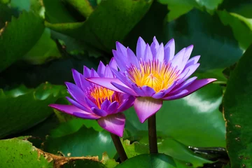 Papier Peint photo Lavable fleur de lotus Purple lotus