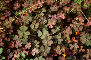 Multicolored clovers with little yellow flower