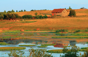 Rozlewisko i Konie © Wojciech Lisiński