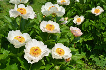 Beautiful blooming peony flowers in summer 