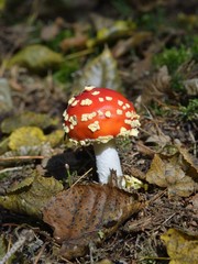 Fliegenpilz (Amantia muscaria) 