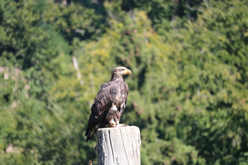 Eagle