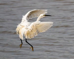 crane in flight