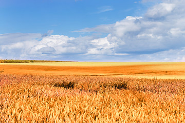 Naklejka premium soft focus of rice farm or abundant field landscape on day noon light.