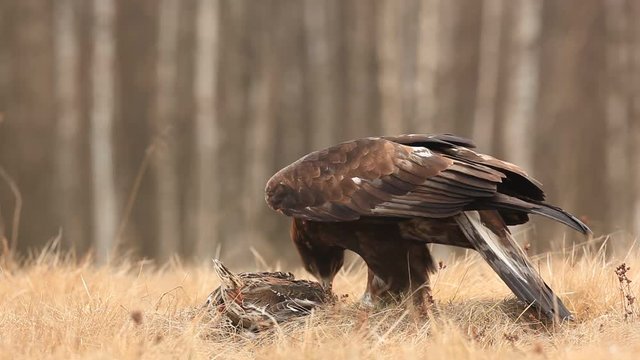 Eagle in the nature forest habitat, Norway. Golden eagle with catch bird in the grass. Golden eagle with dead duck in the forest. Animal behaviour in the nature. Golden Eagle, feeding on kill duck. 