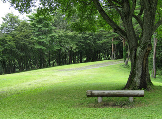 forest park and lone bench