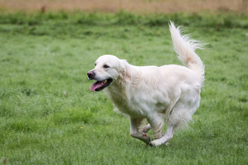 Golden Retriever