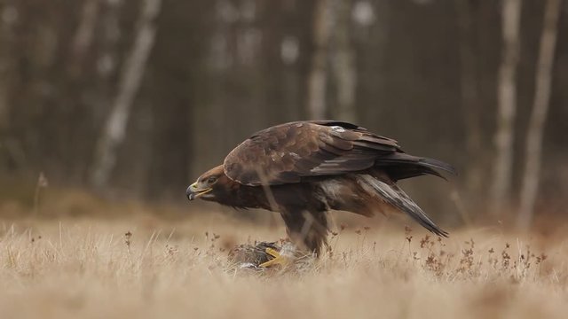 Golden Eagle, feeding on kill duck. Eagle in the nature forest habitat, Norway. Golden eagle with catch bird in the grass. Golden eagle with dead duck in the forest. Animal behaviour in the nature. 