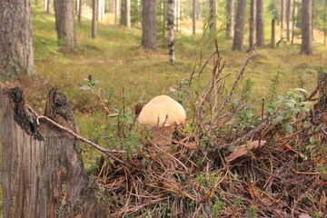 Грибное утро