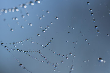 dew on a spider web