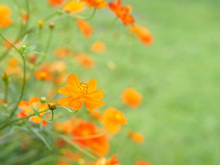 キバナコスモス