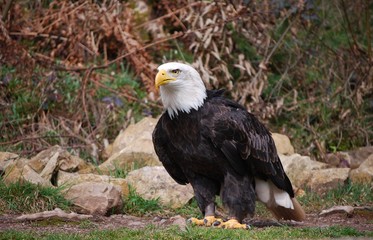 BALD EAGLE ON THE GROUND