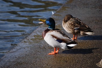 MALLARD DUCK COUPLE