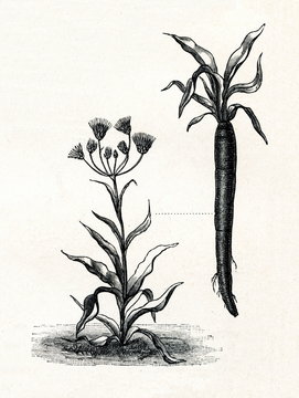 Black salsify (Scorzonera hispanica), 8 - black taproot (from Meyers Lexikon, 1895, 7/288/289)