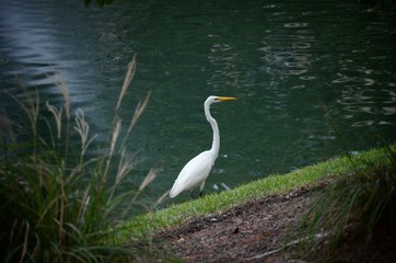 White Bird Swamp Bank