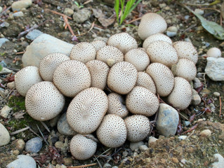 Common Puffballs - Lycoperdon perlatum