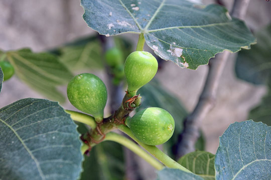 unripe green figs growing on the fig tree closeup