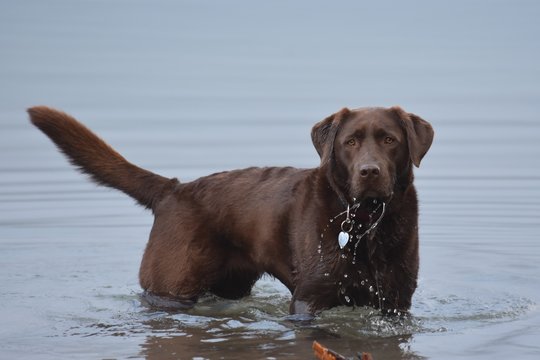 BROWN LABRADOR RETRIEVER DOG STANDING IN SHALLOW WATER