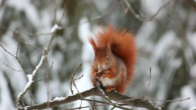 Cute red squirrel eats a nut in winter scene with snow