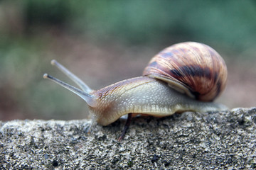 brown long big snail round shell with stripes and with long horn