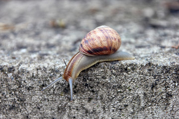 brown long big snail round shell with stripes and with long horn