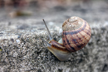 brown long big snail round shell with stripes and with long horn