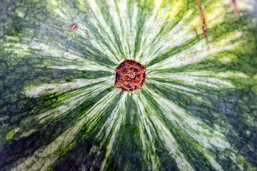 texture of green and yellow peel of watermelon round back side c