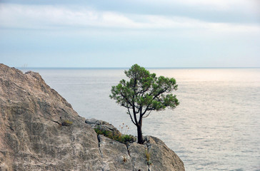 lonely crimean green pine on cliff on background of blue Black s