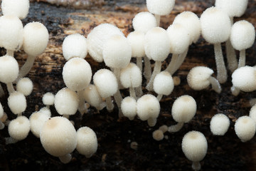 Mushroom in Southeast Asia.