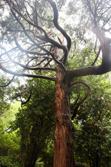beautiful brown trunk of juniper tree with crooked and tortuous