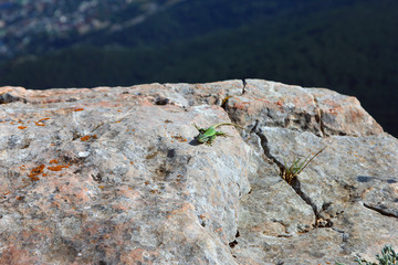 green lizard on white rocks on mountain peak Ai-Petri in Crimea