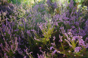 Obraz premium Vibrant pink common heather (Calluna vulgaris) blossoming outdoor