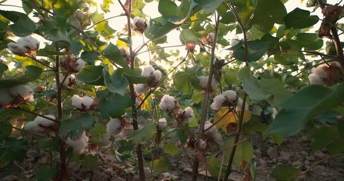 Dolly shot 4K, ripe, top quality cotton bolls on the green bushes