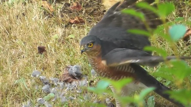 Sperberm&auml;nnchen pickt die Federn von lebendem Sperling, Accipiter nisus