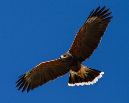 Harri Hawk in Fligh