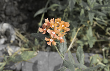 beautiful orange flowers grey background