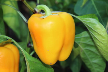 Sweet ripe organic bell peppers in the summer vegetable bed